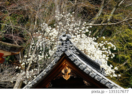 長谷寺 桜 奈良県 長谷寺 桜 奈良県 135317677
