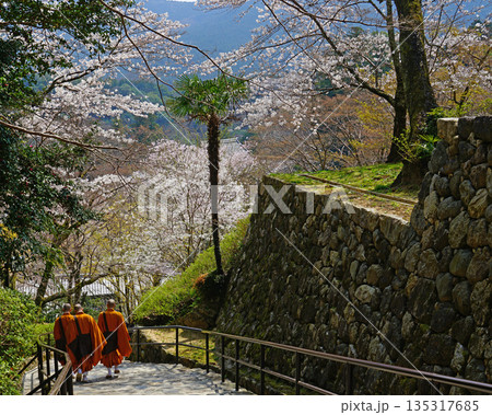 長谷寺　桜　奈良県 135317685