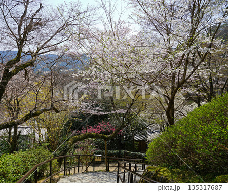 長谷寺　桜　奈良県 135317687