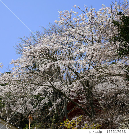 長谷寺　桜　奈良県 135317688