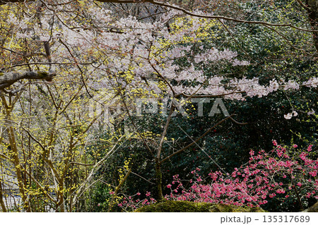 長谷寺　桜　奈良県 135317689