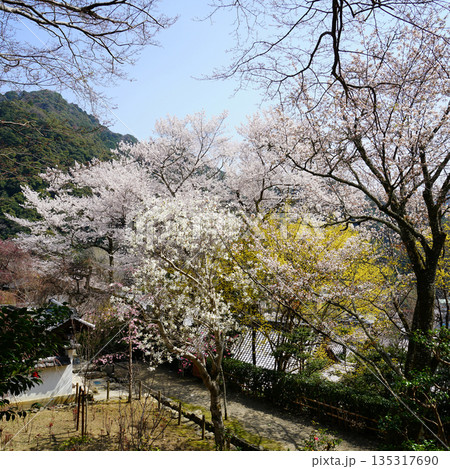 長谷寺　桜　奈良県 135317690