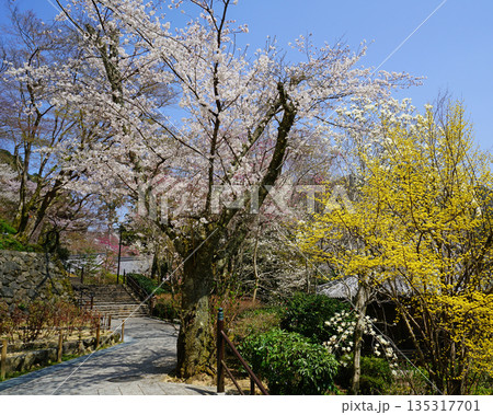長谷寺 桜 奈良県 長谷寺 桜 奈良県 135317701