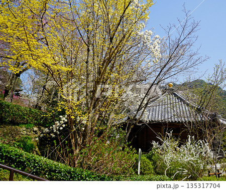 長谷寺 桜 奈良県 長谷寺 桜 奈良県 135317704