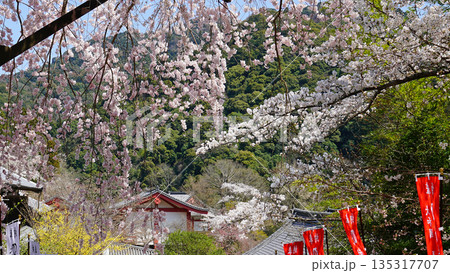 長谷寺　桜　奈良県 135317707
