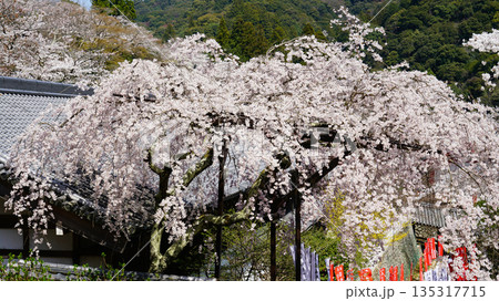 長谷寺 桜 奈良県 長谷寺 桜 奈良県 135317715
