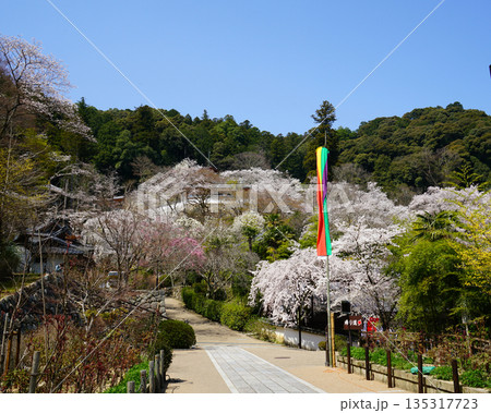 長谷寺　桜　奈良県 135317723