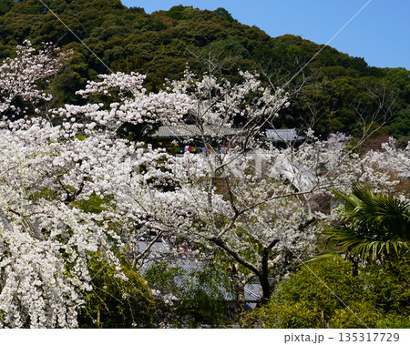 長谷寺 桜 奈良県 長谷寺 桜 奈良県 135317729