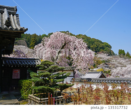 長谷寺 桜 奈良県 長谷寺 桜 奈良県 135317732