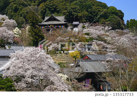 長谷寺　桜　奈良県 135317733