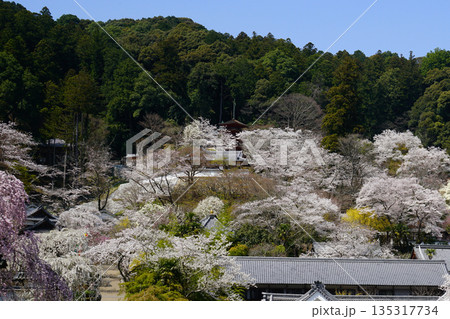 長谷寺　桜　奈良県 135317734
