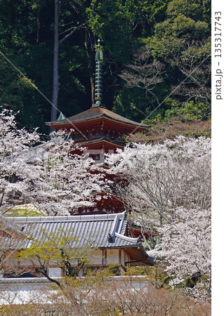 長谷寺 桜 奈良県 長谷寺 桜 奈良県 135317743