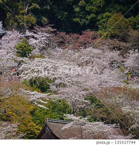 長谷寺 桜 奈良県 長谷寺 桜 奈良県 135317744