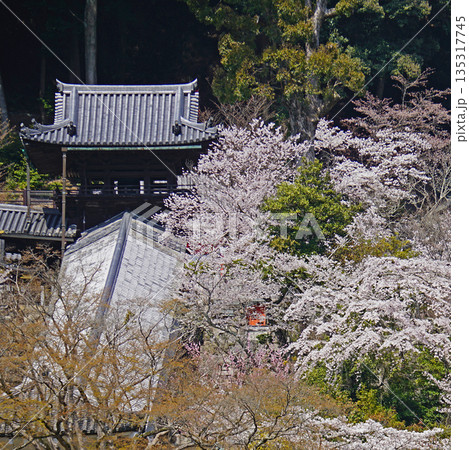 長谷寺 桜 奈良県 長谷寺 桜 奈良県 135317745