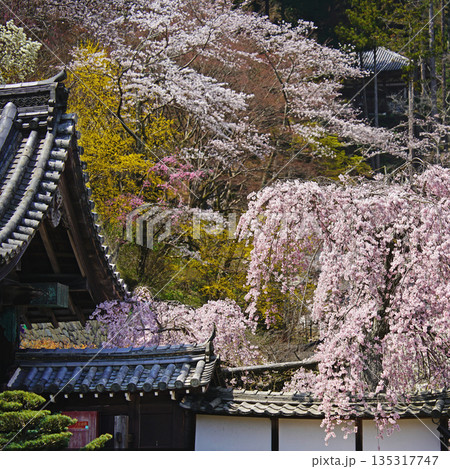 長谷寺　桜　奈良県 135317747