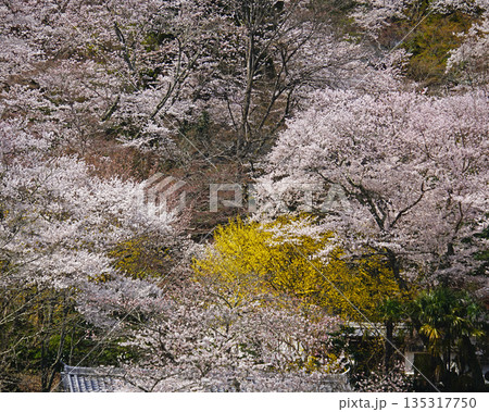 長谷寺　桜　奈良県 135317750
