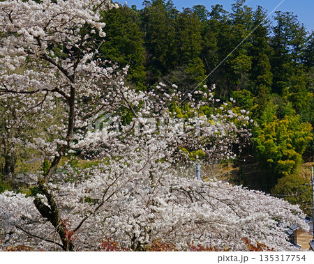長谷寺 桜 奈良県 長谷寺 桜 奈良県 135317754