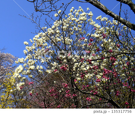 長谷寺 桜 奈良県 長谷寺 桜 奈良県 135317756