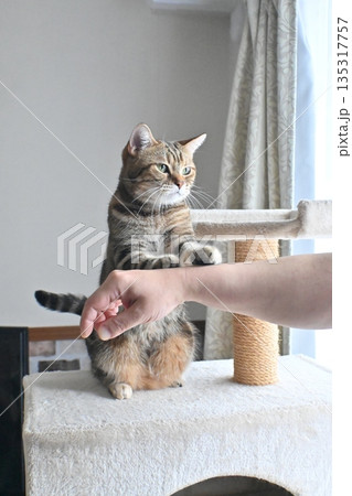 ハイタッチで挨拶する猫 135317757