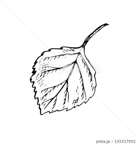 Hand-drawn black ink birch leaf with stem, detailed line art. Vintage botanical style for logos, packaging, prints, textiles, stationery, patterns and nature branding 135317952
