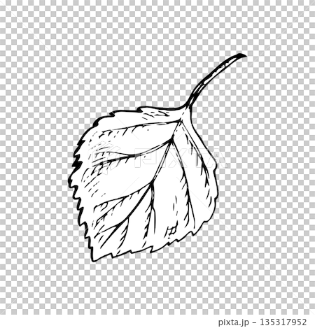 Hand-drawn black ink birch leaf with stem, detailed line art. Vintage botanical style for logos, packaging, prints, textiles, stationery, patterns and nature branding 135317952