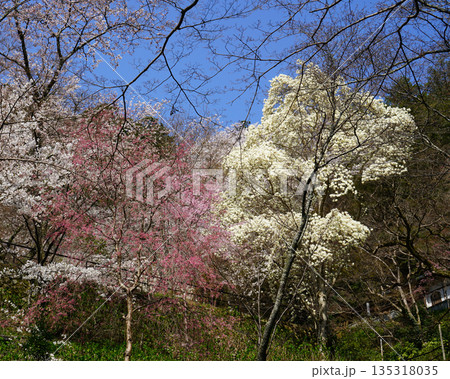 長谷寺　桜　奈良県 135318035