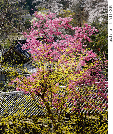 長谷寺　桜　奈良県 135318039