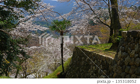 長谷寺 桜 奈良県 長谷寺 桜 奈良県 135318052