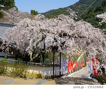長谷寺　桜　奈良県 135318068
