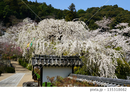 長谷寺 桜 奈良県 長谷寺 桜 奈良県 135318082