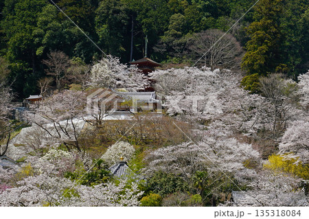 長谷寺　桜　奈良県 135318084
