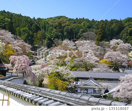 長谷寺 桜 奈良県 長谷寺 桜 奈良県 135318087