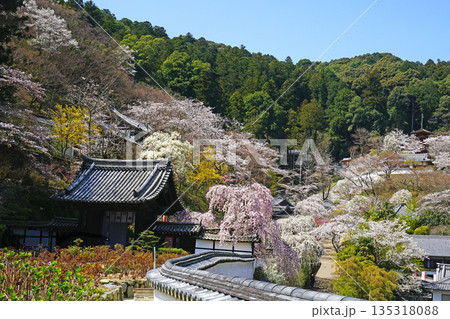 長谷寺 桜 奈良県 長谷寺 桜 奈良県 135318088