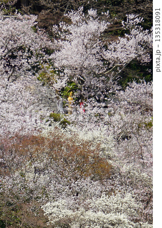 長谷寺　桜　奈良県 135318091