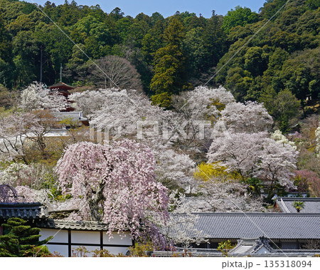 長谷寺 桜 奈良県 長谷寺 桜 奈良県 135318094
