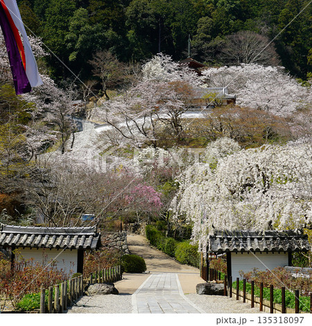 長谷寺　桜　奈良県 135318097