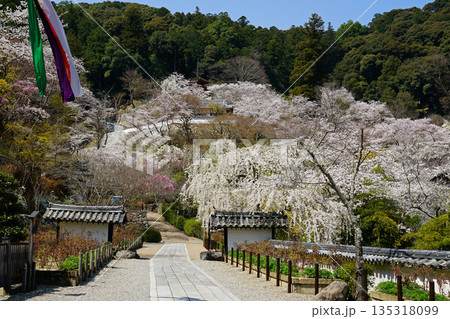 長谷寺　桜　奈良県 135318099