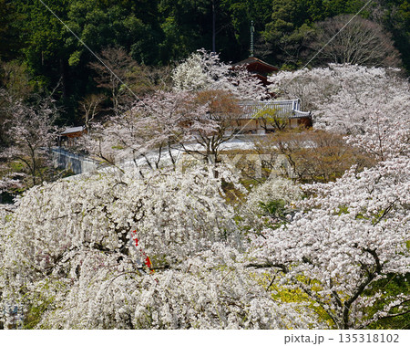 長谷寺　桜　奈良県 135318102