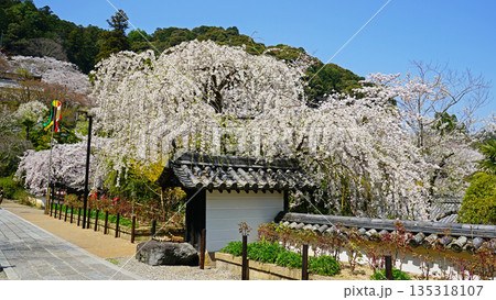 長谷寺 桜 奈良県 長谷寺 桜 奈良県 135318107