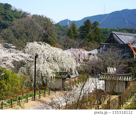 長谷寺　桜　奈良県 135318112
