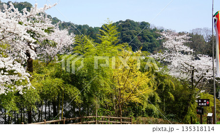 長谷寺 桜 奈良県 長谷寺 桜 奈良県 135318114