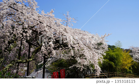 長谷寺　桜　奈良県 135318115