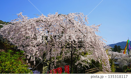 長谷寺 桜 奈良県 長谷寺 桜 奈良県 135318117