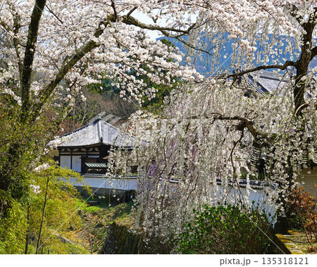 長谷寺　桜　奈良県 135318121
