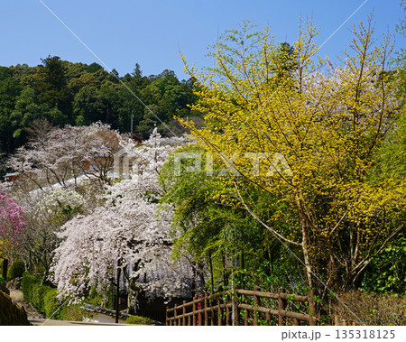 長谷寺 桜 奈良県 長谷寺 桜 奈良県 135318125