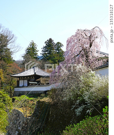長谷寺　桜　奈良県 135318127