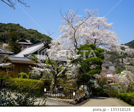 長谷寺 桜 奈良県 長谷寺 桜 奈良県 135318128