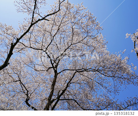 長谷寺 桜 奈良県 長谷寺 桜 奈良県 135318132