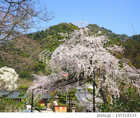 長谷寺　桜　奈良県 135318133