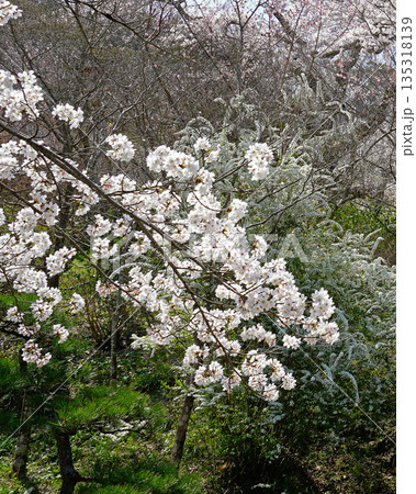 長谷寺 桜 奈良県 長谷寺 桜 奈良県 135318139
